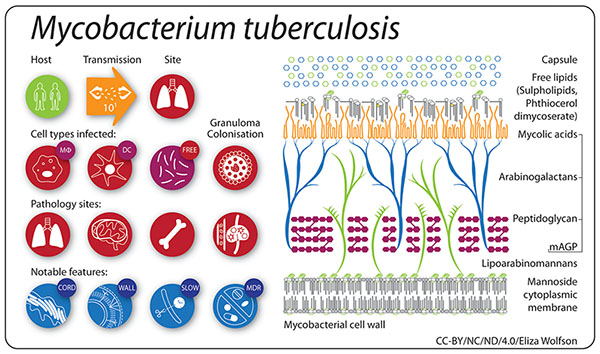 Mycobacterium tuberculosis