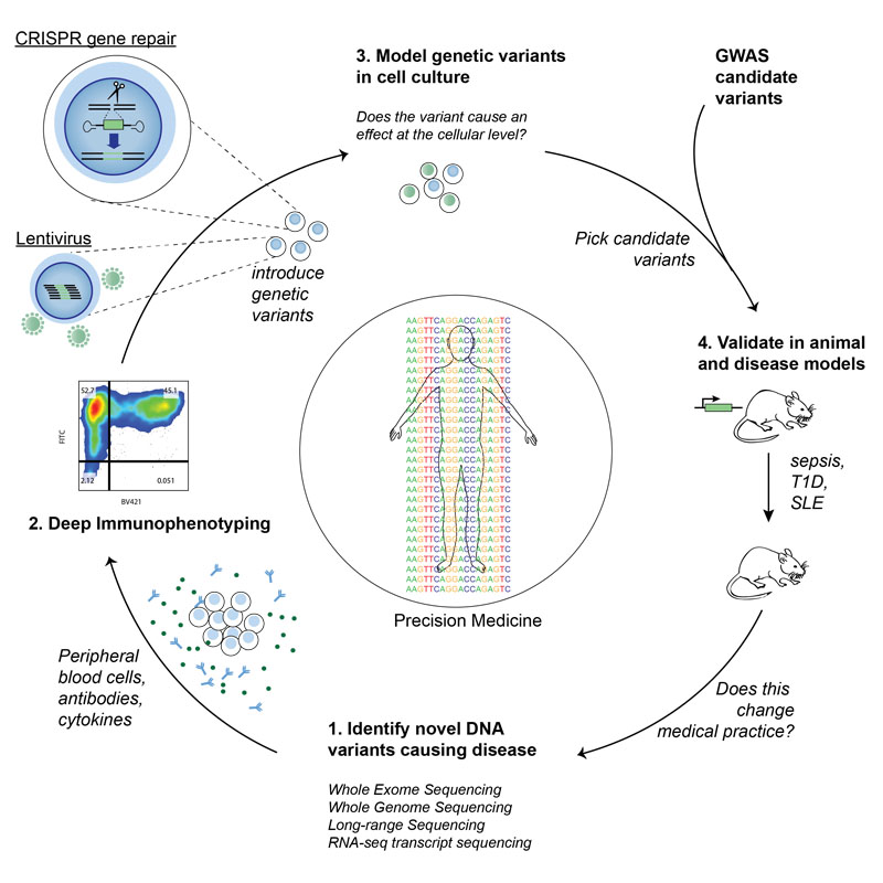 Graphical abstract