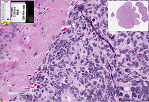 Med-610FH cells