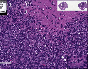 PBT-01FH cells