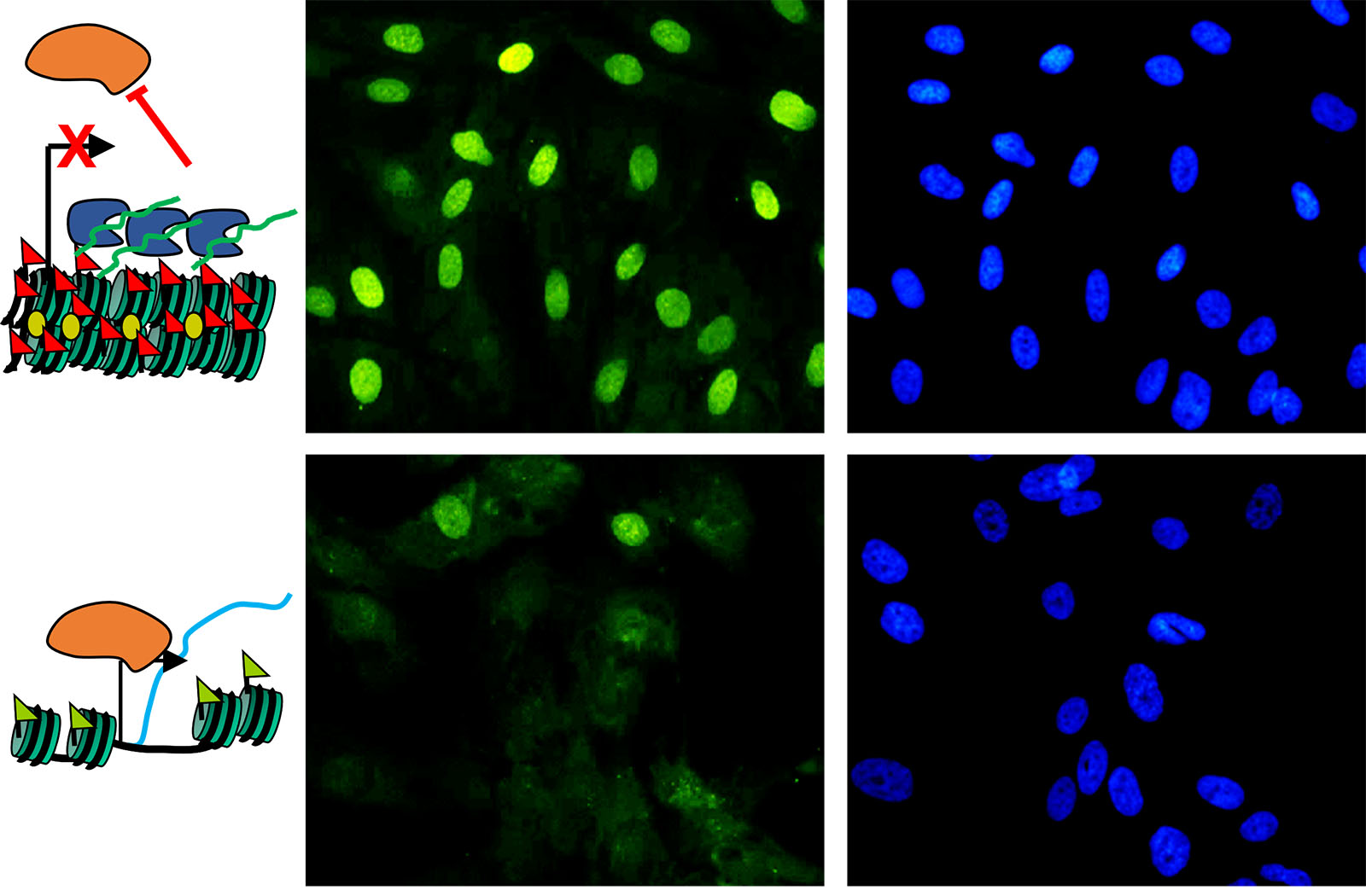 Disrupting heterochromatin to enhance reprogramming of fibroblasts to hepatocyte like cells for liver cell therapy and transplantation